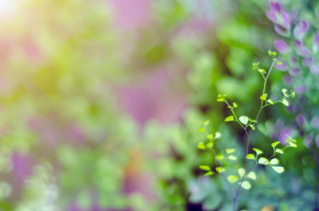 Close-up of small, green leaves against a blurred, multicolored background with a bright light in the upper left corner.